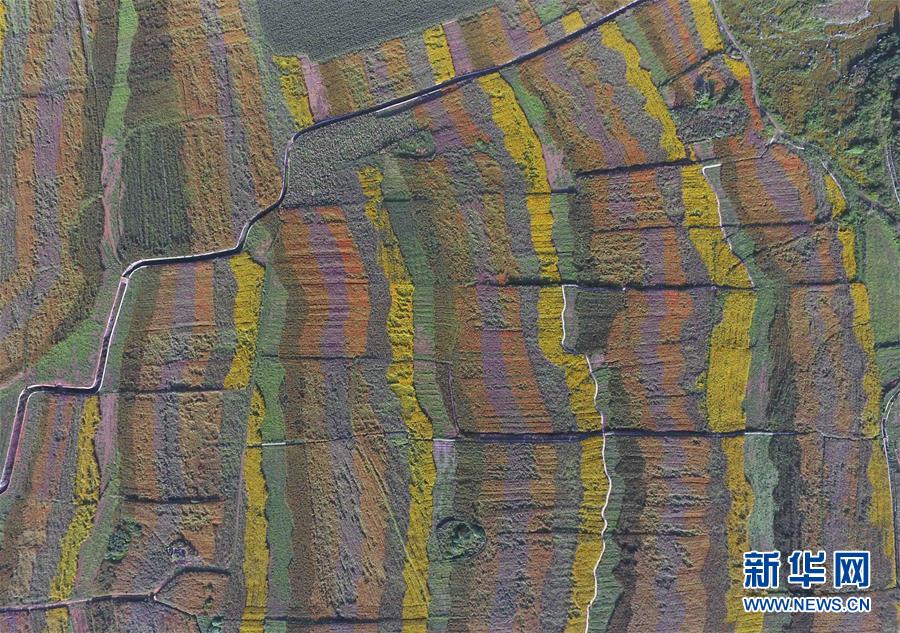 （美麗中國(guó)）（10）云南羅平：七彩花田美如畫